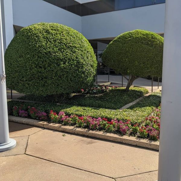 Precisely shaped commercial topiary and color beds outside an office building