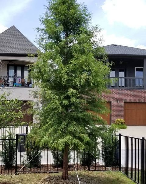 Newly planted tree in a residential front yard landscape