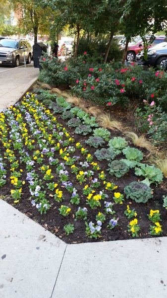 Refreshed commercial planting bed with seasonal color after service