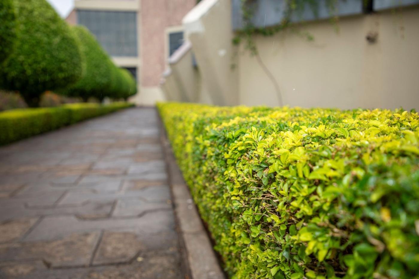 Precisely trimmed hedge line along a commercial walkway